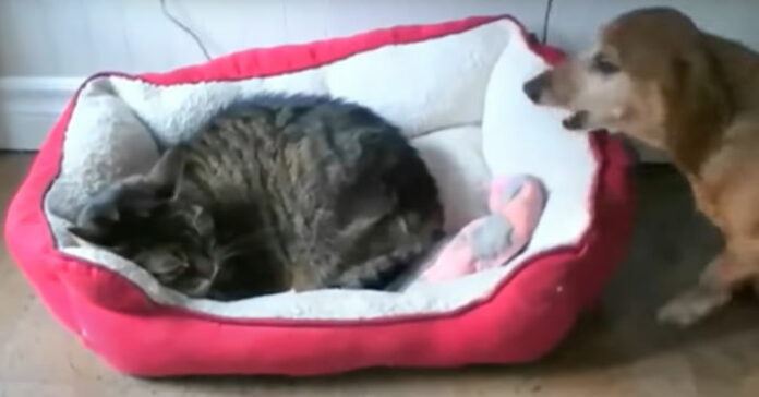 hundogkatt