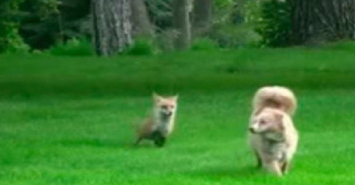 Räven blir sur när hunden inte vill leka mer. Då avslöjar den en hemligheten som miljontals människor har funderat på.