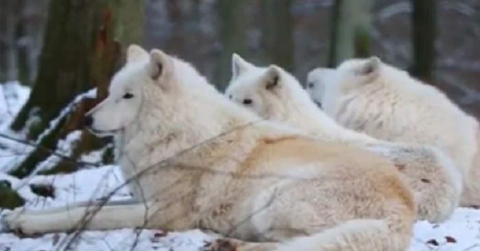 Hon filmar 3 arktiska vargar i skogen. Håll ett öga på vargen längst bort. Vi får rysningar!