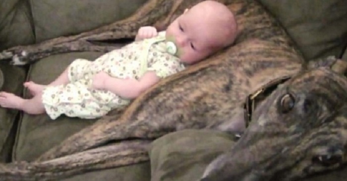 En liten baby ligger på en stor hund, men håll ett öga på magen …