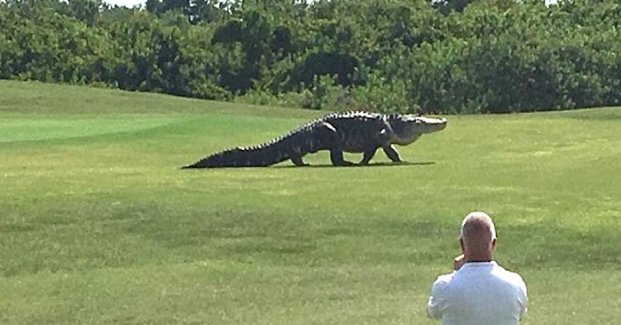 GIGANTISK alligator kryper upp på golfbanan , men håll koll på benen. Otrolig!