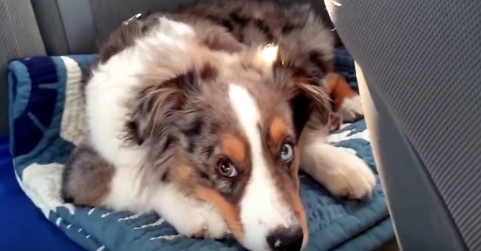 Ingen trodde henne när hon säger vad hennes hund gör när hans sång spelas. Så hon filmade det HÄR!