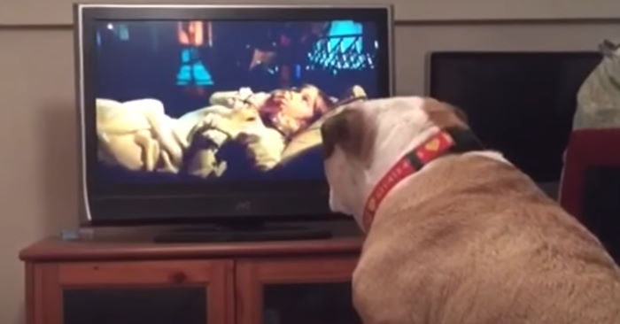 Den engelska bulldoggen ser att flickan på TV var i fara. Se honom försöker varna henne!