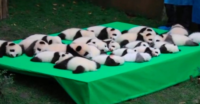 panda