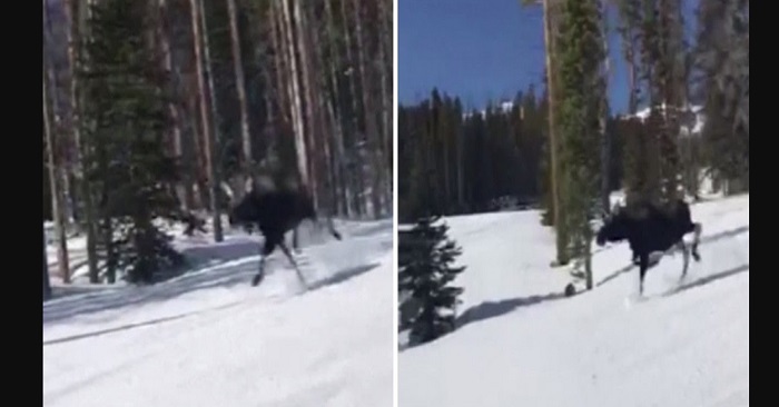 Hon var ute och åkte snowboard när ÄLGEN kom utspringande ur skogen!