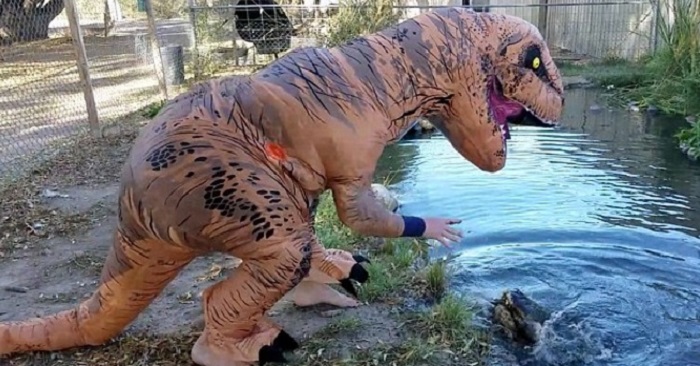 Han klär ut sig till dinosaurie och retar alligatorn! Det skulle han INTE ha gjort!