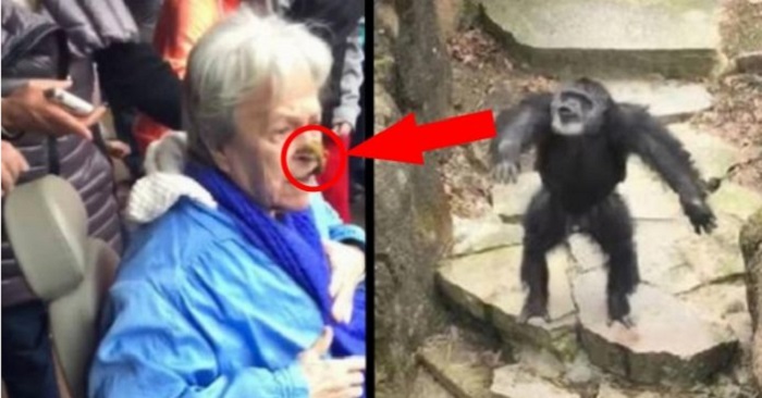 Den gamla damen tittar på schimpanserna på zoo. Då kastar apan plötsligt något i hennes ansikte!