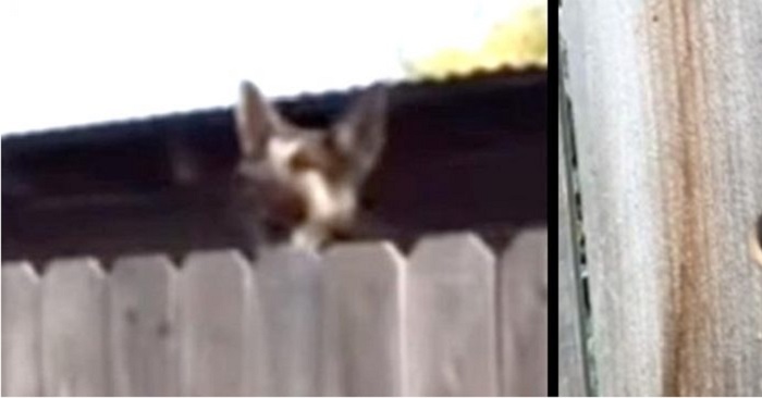 Jennifers underbara idé: Nu behöver inte grannens hund hoppa över staketet när hon vill hälsa!