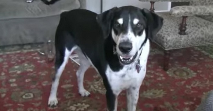 Han berättar för hunden att han köpt en kattunge. Hundens reaktion är bara fantastisk!