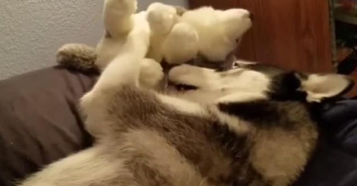 Huskyn får en uppstoppad leksak som liknar honom själv. Hans reaktion vid 00:29 får mig att skratta högt!