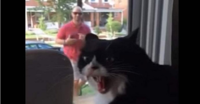 Katten är helt hysterisk när den ser vad som är på väg in i huset. Den här katten tänker verkligen inte släppa in den nya gästen!