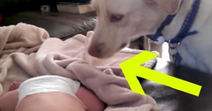 Hunden smyger över till det sovande barnet. 4 sekunder senare smälter mitt hjärta!