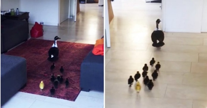 Andmamman smyger in i huset med sina barn. Då tar hushållerskan fram kameran och följer efter!