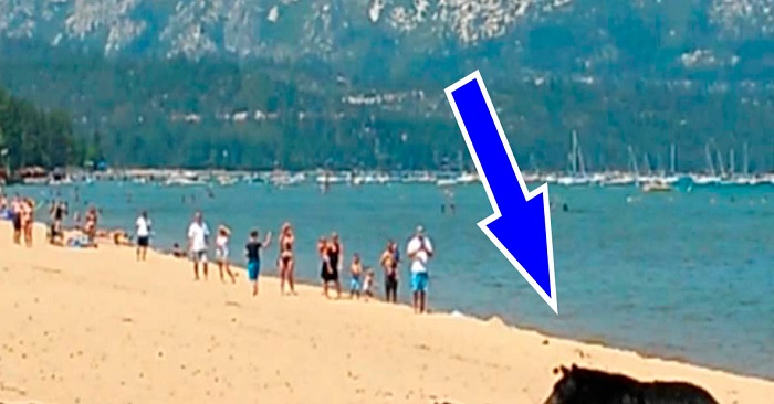 Turisterna kunde knappt tro sina ögon – när de HÄR dök upp på stranden!