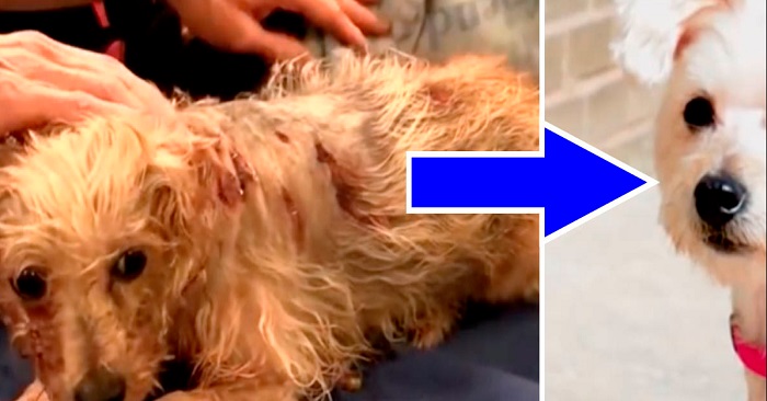 Mannen knivhögg den stackars hunden 19 gånger – men se hur hunden ser ut idag!