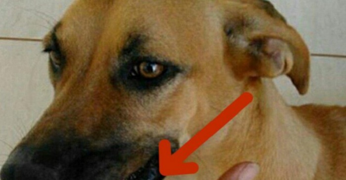 Hunden gräver upp något från trädgården. När ägaren ser VAD det är håller han på att skratta ihjäl sig!