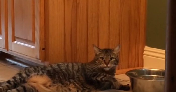 Katten är för lat för att gå upp när han ska dricka, men han har hittat ett sätt! HAHAHA!
