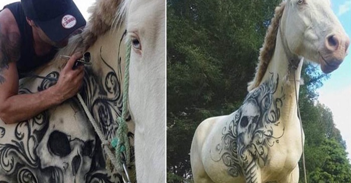 Tatueraren dekorerar den lilla hästen på ett otraditionellt sätt för att ge den mer självtillit!