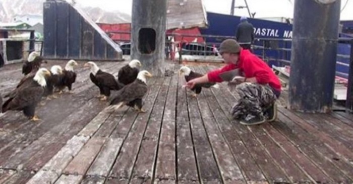 En flock örnar har landat i hamnen! Men se vad som händer DÅ!