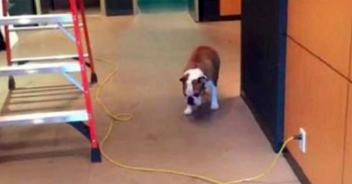 Bulldoggen är rädd för sladdar. Men vänta tills du ser hans geniala lösning! Försök att inte skratta!
