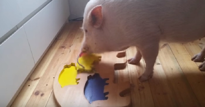 De ger grisen en leksak för barn! Det han gör då? OTROLIGT!