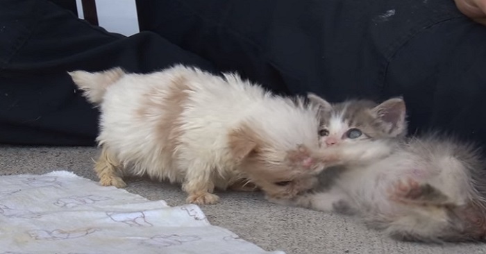 Hunden smyger fram till katten! vad som händer då? UNDERBART!