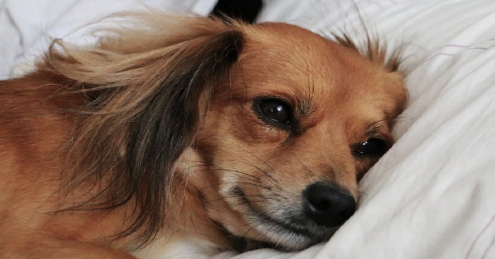 Låter du din hund sova i sängen? Det kan faktiskt ha många fördelar!