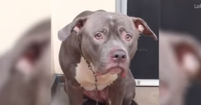Det hjärtskärande ögonblicket blir fångat på film! Adoptera istället för att köpa hund!