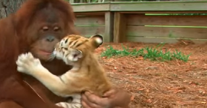 Orangutangen och tigerungen är bästa vänner! Det här är verkligen en underbar vänskap!