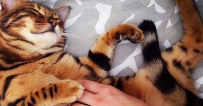 Detta är ingen tiger, men förmodligen världens vackraste katt. Vänta bara tills du ser hans ögon!
