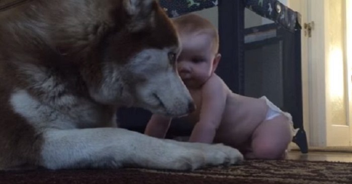 Babyn är lite hårdhänt med familjens hund. Det hunden gör då? Fantastiskt!