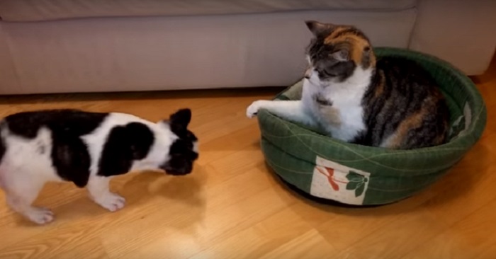 Den bedårande valpen försöker desperat  att få tillbaka sin säng. Men katten visar ingen förståelse!