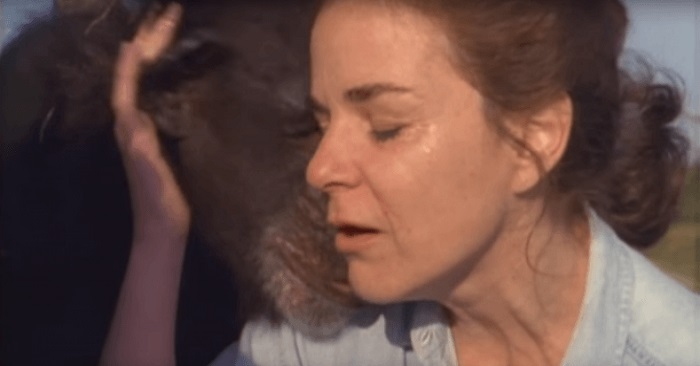 Hon räddade schimpanserna för 18 år sedan – de glömde henne aldrig. Titta på den fantastiska videon av återföreningen!