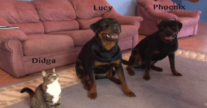 Hundar som rullar runt kanske inte så imponerande? Men … Håll ett öga på katten!