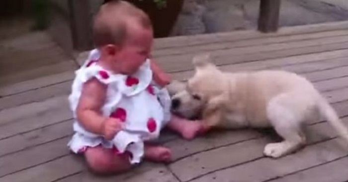 Vad händer om en golden retrievervalp och en baby får leka med varandra? Detta måste se!