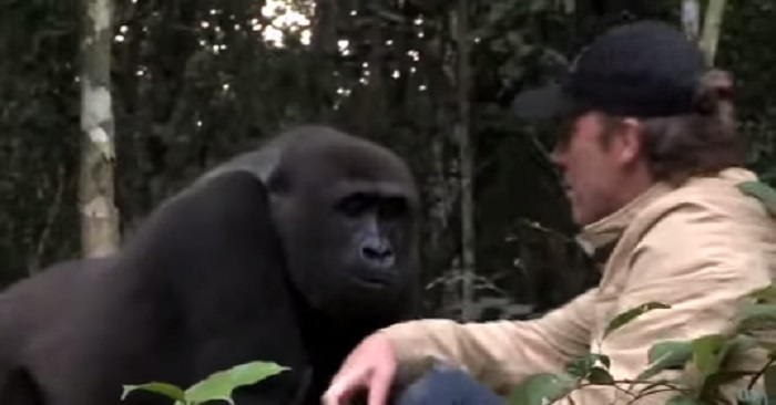 Han blev varnad för att träffa gorillan han uppfostrat! Vad som händer sedan är fantastiskt!