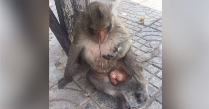 Hon går förbi en apa som sitter på gatan. När hon går närmre inser hon den HEMSKA sanningen!