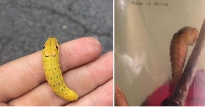 16-åringen hittar en märklig varelse på väg till skolan. 14 dagar senare ändras utseendet helt!