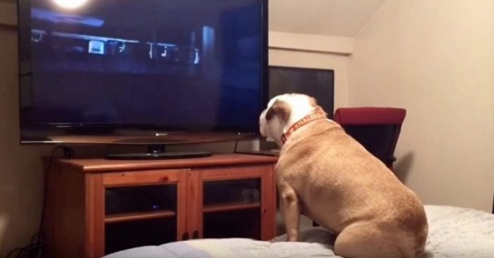 Bulldoggen sitter och ser en skräckfilm! Vad som händer DÅ kan alla känna igen sig i!