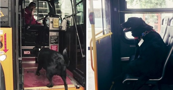 Varje dag hoppar den här hunden på bussen själv. Anledningen? Han åker för att leka i parken!