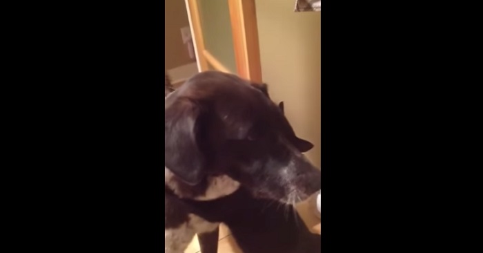 Hunden har varit borta i två veckor! Men se kattens reaktion när han kommer hem! Underbart!