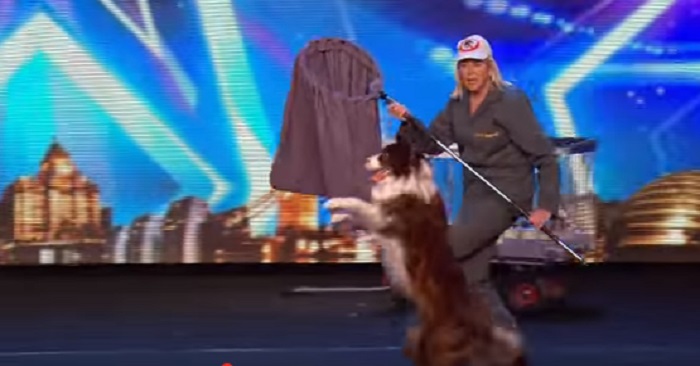 Hunden Matisse stjäl showen i talangtävlingen med ett imponerande uppträdande!