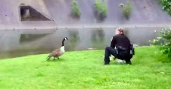 Gåsmamman gjorde allt för att få polisens uppmärksamhet. Vänta tills du ser vart hon leder dem!