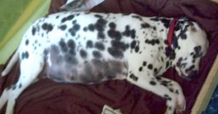 Veterinären sa att hunden väntade tre valpar. Men när hon börjar föda inser de hur fel det var!