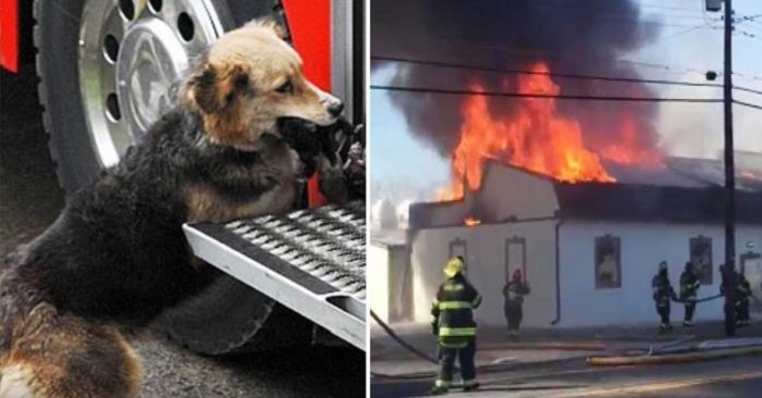 Brandmännen var i full gång med att släcka huset som brann – När de fick syn på hunden som sprang in i lågorna!
