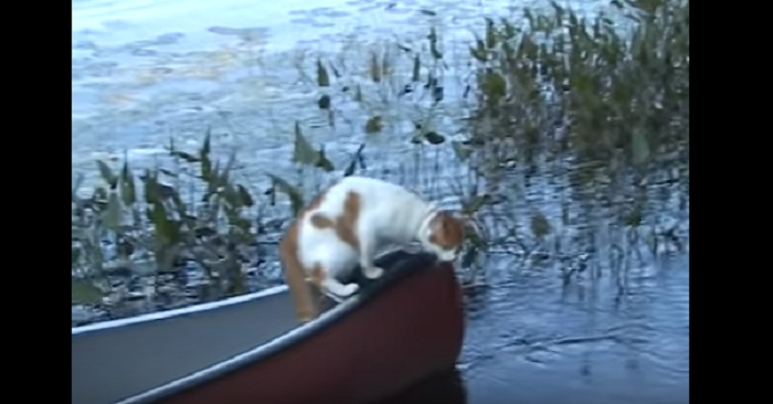 Katten följde med honom i kanoten. Det som händer DÅ är fantastiskt!