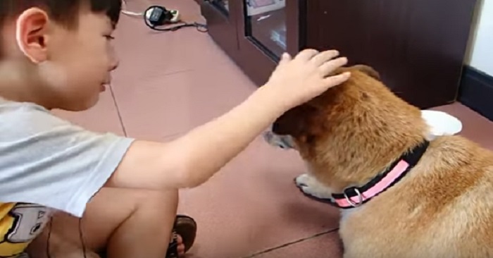 Den lilla pojken tar ett tårfyllt farväl av sin hund, som har varit i familjens i 17 år!