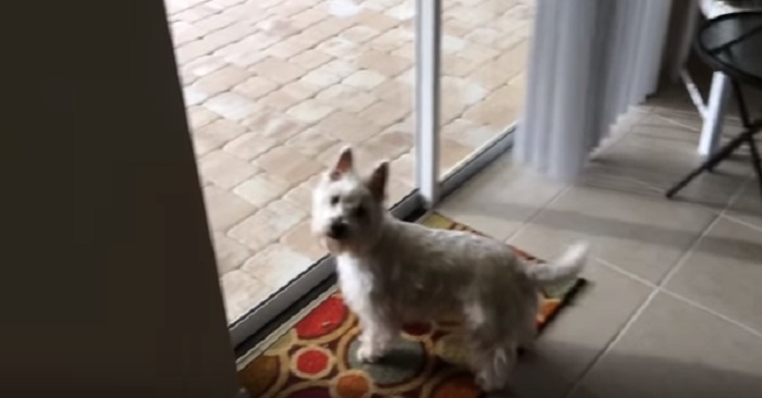 Hunden går in i familjens nya hus. Men se hur hon reagerar när hon ser vad som finns i trädgården!