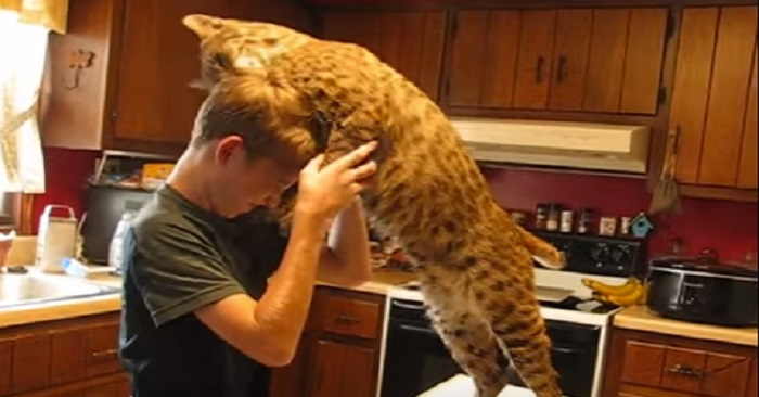 Pojken räddade katten från branden. Hur katten visar sin uppskattning, rör alla till tårar!