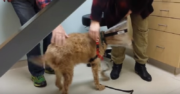 Hunden hade varit blind hela sitt liv. Se den fantastiska reaktionen när han precis kommer ut från operationen!